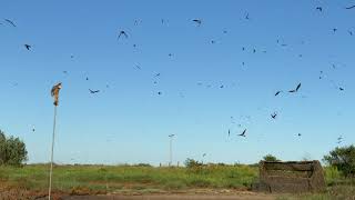 Northern rough-winged Swallow migration