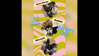Our Adoptable dogs @OklahomaRuffRefuge . #dog #puppy #rescue #adopt #OklahomaRuffRefuge