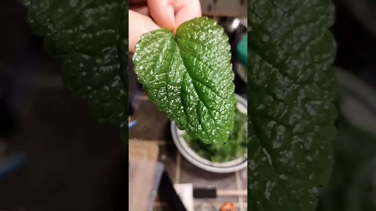 Extreme Mint Water