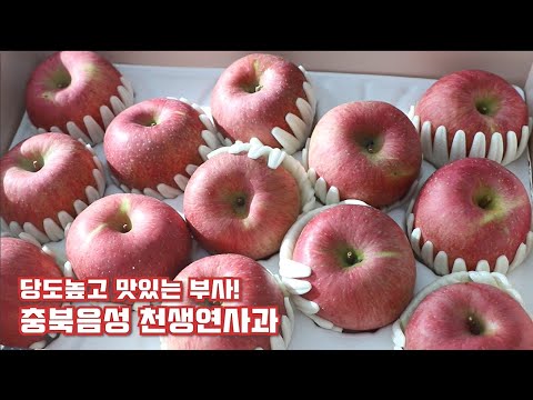제대로 <strong>꿀사과</strong>! 충북 음성군 천생연 사과 소개해요~
