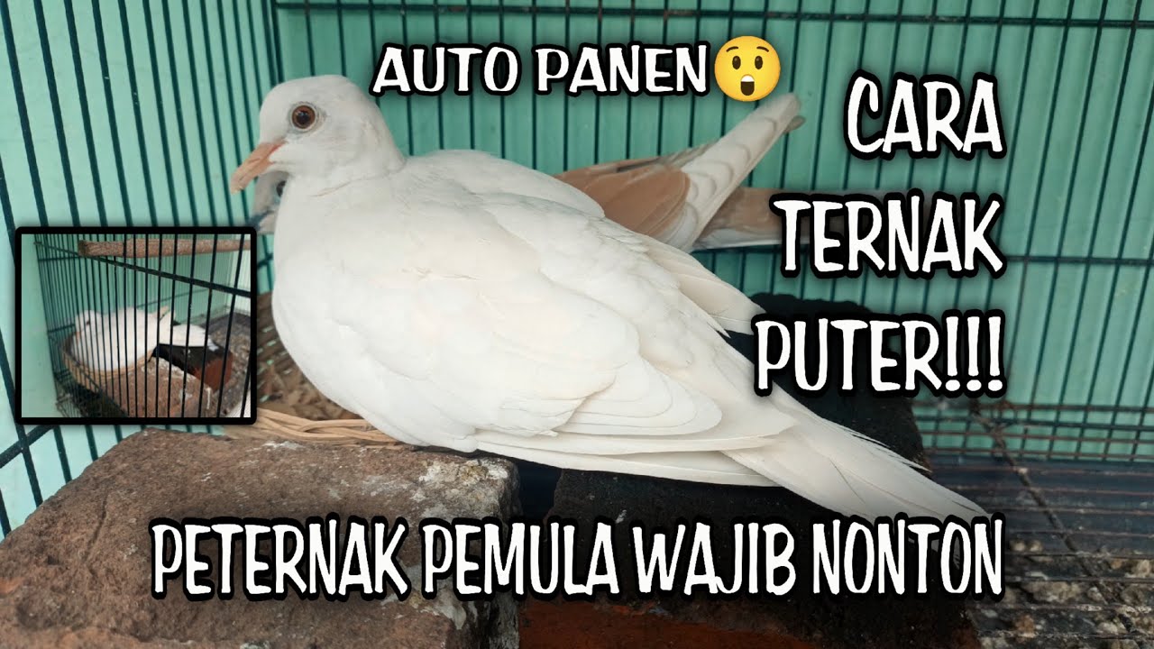 Begini Cara Ternak Burung Puter Untuk Pemula !!! Tips Ternak puter !!!