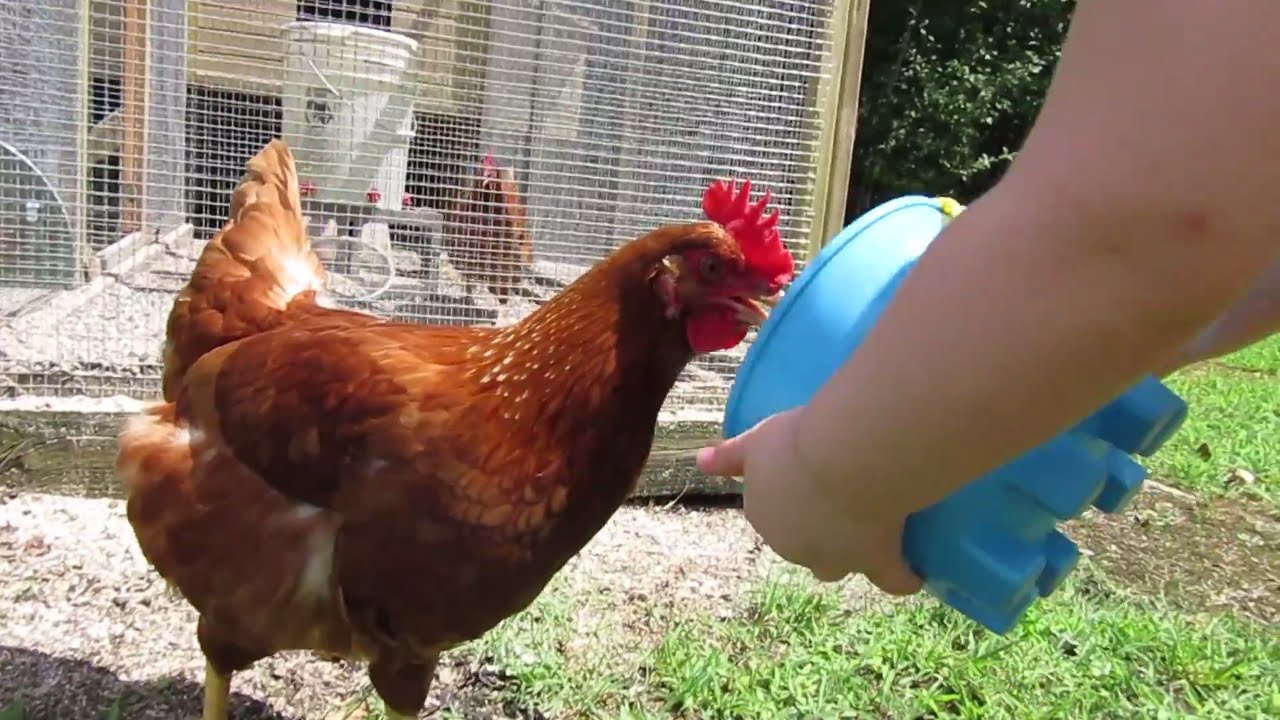 Feeding the CHICKENS! 🐔 - YouTube