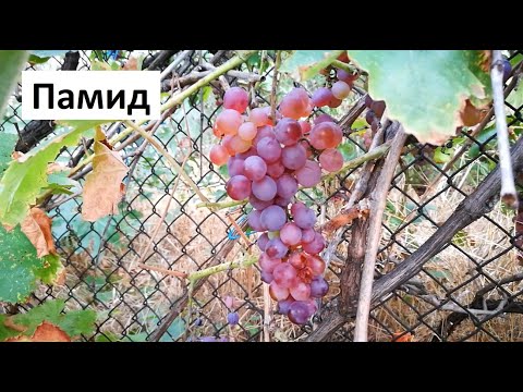 Видео: Сив цвят на грозде: на плодове и листа. Как да се обработи, ако гроздето е покрито със сив цвят?