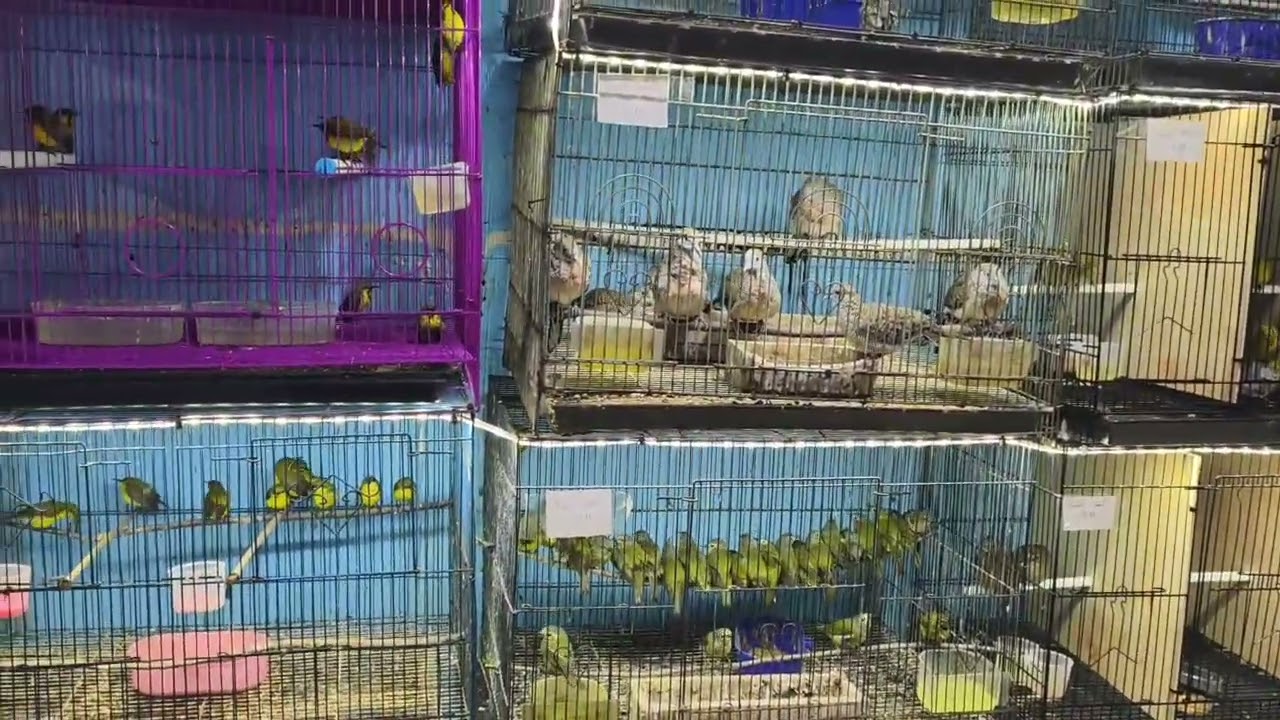 Kios Burung Wijaya Kicau