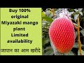 100% original Miyazaki mango plant @Habib Farming tamago Japan mango jabalpur mango farming