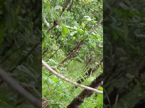 jungle ghumna gako sathi haru laii veteu ramailo ni vyo ani pani pani thulo pareu😊