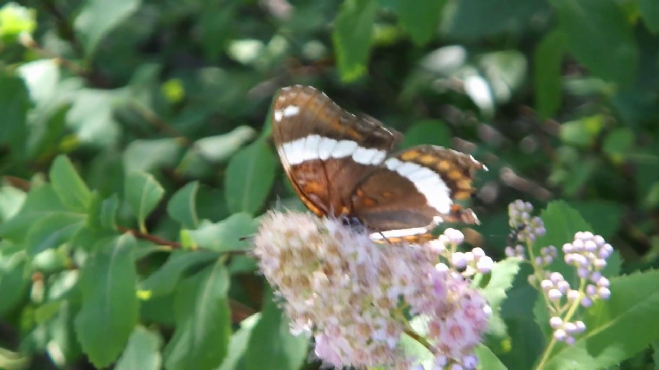 Red-spotted admiral butterfly (Limentis arthemis) feeding on white meadowsweet (Spiraea alba)