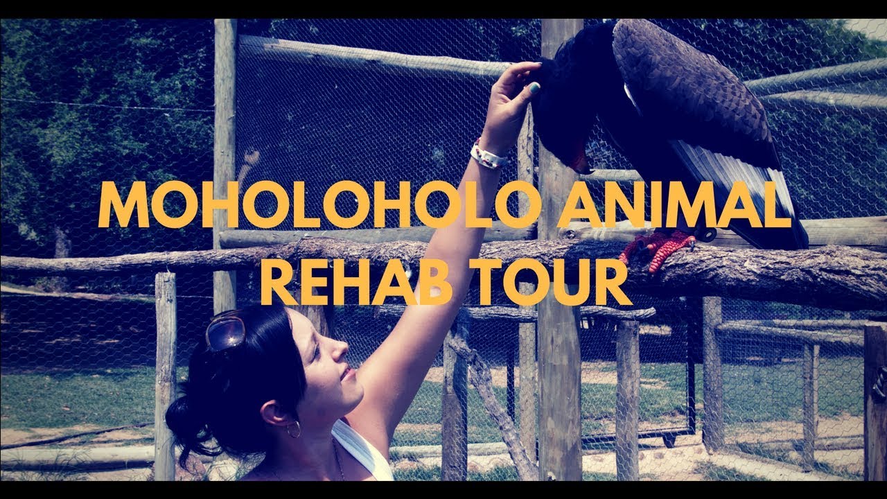 Moholoholo Animal Rehabilitation Centre