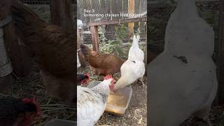 Why ferment chicken feed? Simple. Poultry health! #chickens #egglayers #poultryhealth #fermentedfeed