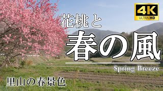 春の風／花桃揺れる里山の春、ウグイスなどの野鳥のさえずり、カエルの鳴き声、力強い風など【自然音・環境音・ASMR】 75min