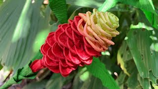 ABC TV | How To Make Shampoo Ginger Paper With Crepe Paper - Craft Tutorial