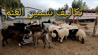 (123)ماهي تكلفة تسمين خروف واحد مع ذكر انواع و اسعار العلف، تلقيح الخراف، أسعار العلف للدجاج