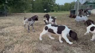 GSP PUPS