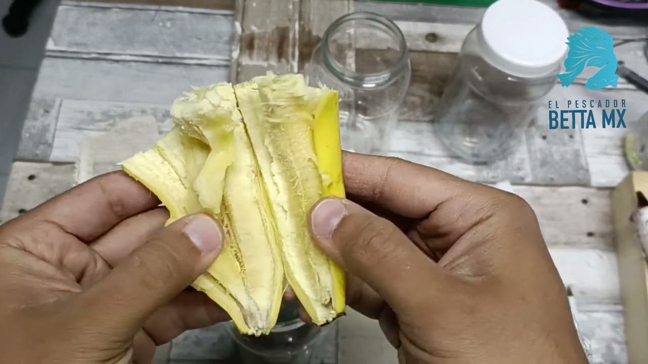 crea tu propio alimento vivo para bettas,🎣 ilimitado y gratis de por vida 🐟
