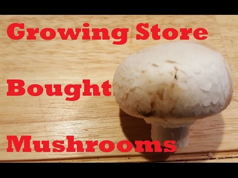 تصویری: قطعات رشد مجدد قارچ - درباره تکثیر قارچ خریداری شده در فروشگاه اطلاعات کسب کنید