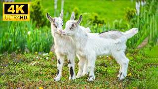 Baby Animals 4K - Collection Of Cute Moments Of Baby Animals With Relaxing Music To Heal The Soul