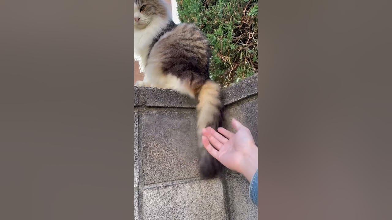 前回出会ったもの凄くつり目のフワフワ猫に尻尾で弄ばれる Cat Youtube