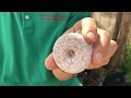 Controlling Mosquitoes Controlling Mosquitoes