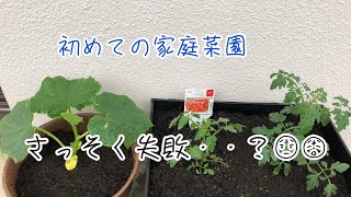 【家庭菜園②】さっそく失敗→植え直し作業