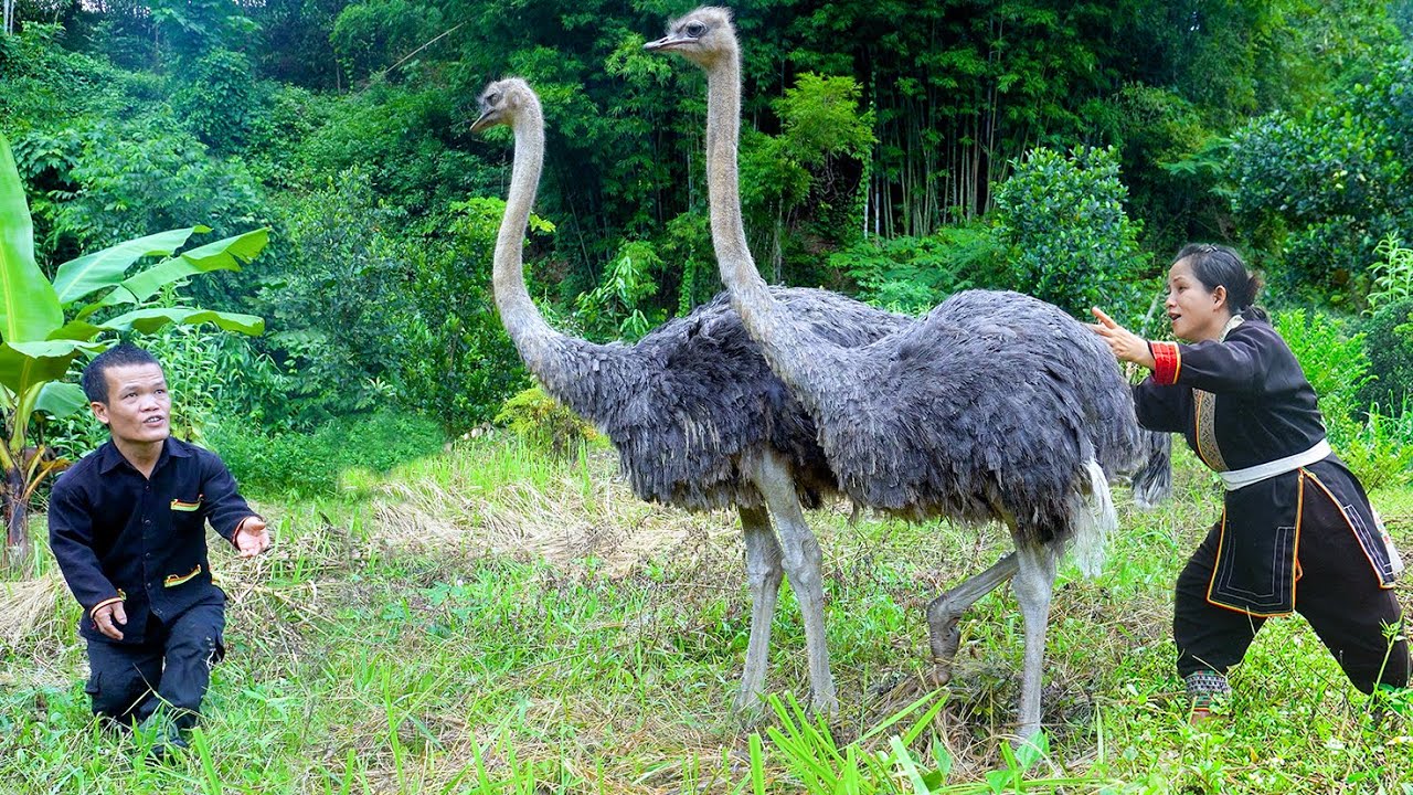 Dwarf Family Catches Ostriches in the Wild | Secret to Catching 2 Meter Tall Ostriches