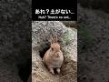 掘ったはずの土がなかった時のリアクション　#bunny #うさぎ #rabbit