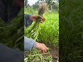 Panen kangkung usia 20 hari🌱#homegarden#farming#gardeninglife#harvesttime#fyp