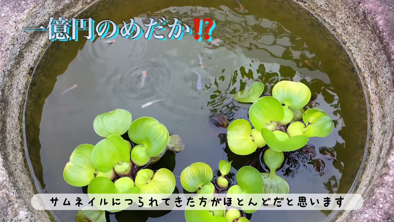 金魚おまとめトクコプルミエヴォル YouTube