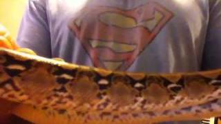 Reticulated python het albino male baby