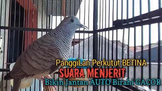 Perkutut Betina Memanggil Jantan SUARA MENJERIT Ampuh Jadikan Perkutut Lokal GACOR Langsung NYAUT