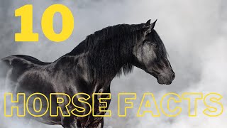10 Quirky Facts You Didn't Know About Horses