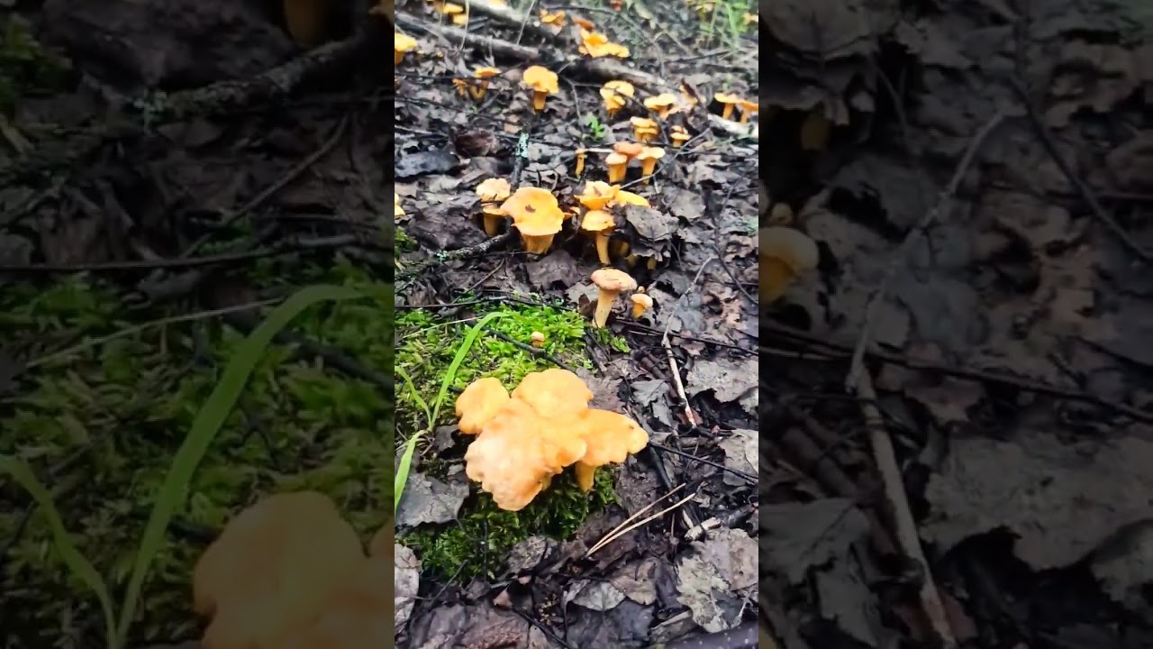 Лисички - грибочки!♥️♥️♥️