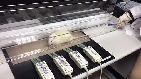 High Resolution Rodent Gait Analysis Walkway