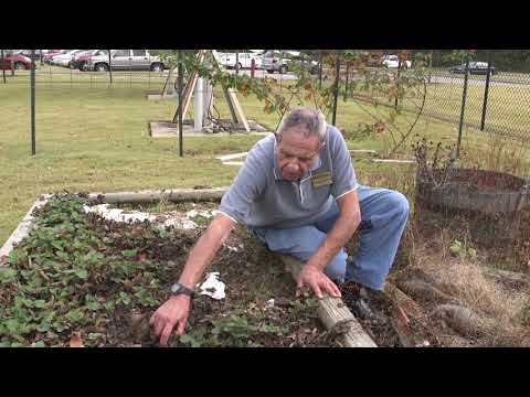 Video: Niet wakker worden tot de lente: aardbeien afdekken voor de winter