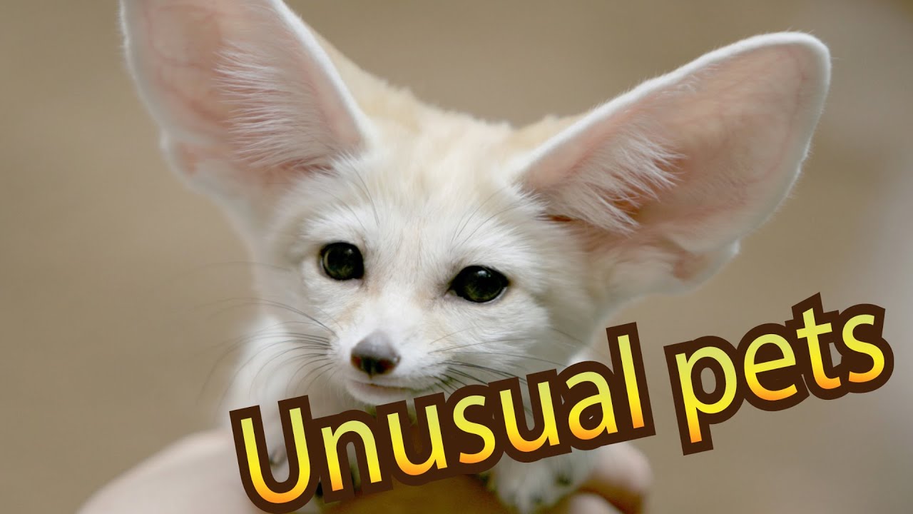 Top 10 unusual pets that you can own - YouTube