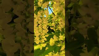 🌼 A magical bloom moment of the Golden Chain Tree (Laburnum anagyroides) #shorts #nature