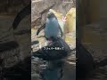 ペンギン大好き飼育スタッフによる実況
