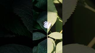 Before and after, Cabbage White butterfly #photography #nature #wildlife #butterfly #insects