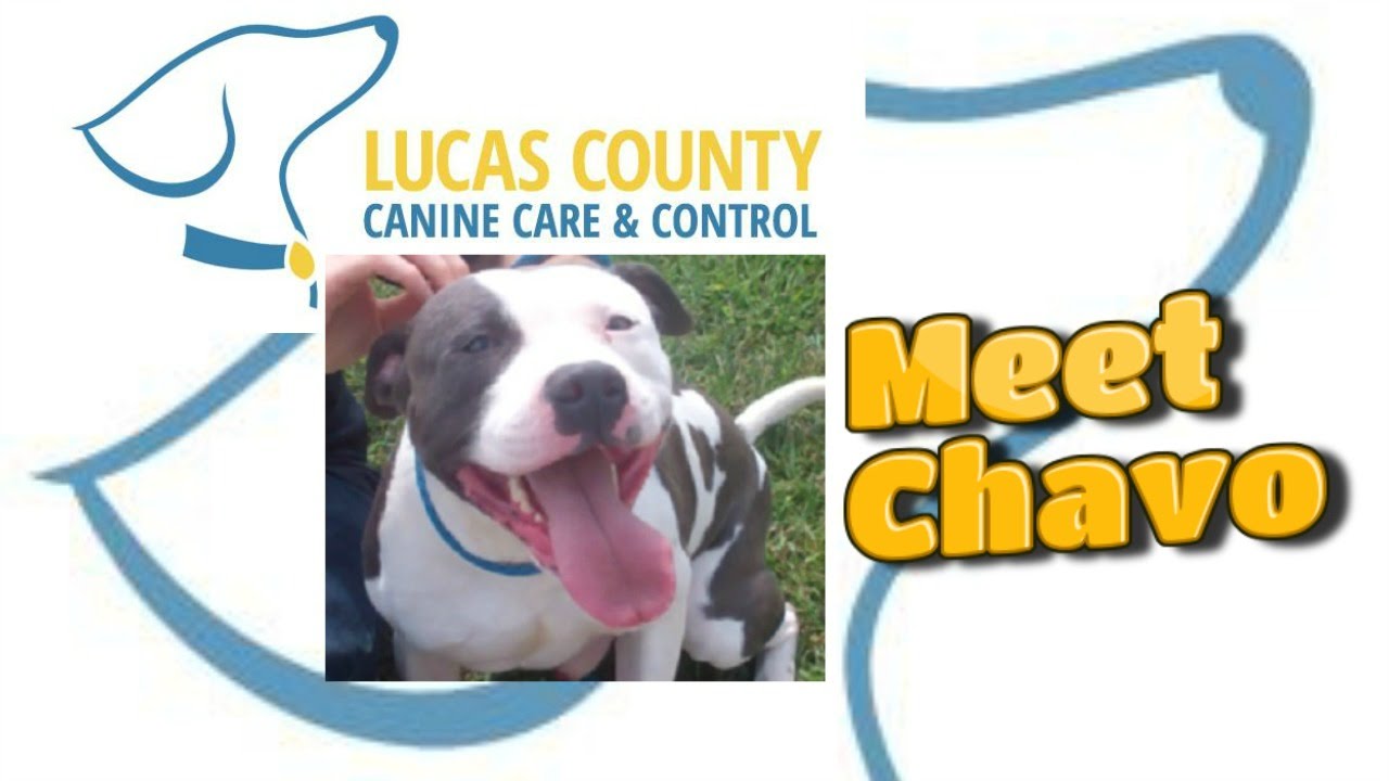 Lucas County Canine Care And Control