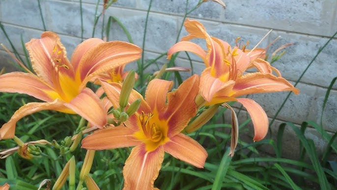 Қынаптағы порно саусақтар