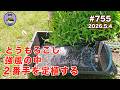 【とうもろこし】 第755話、ゴールドラッシュ90の2番手を定植する。#オーガニック栽培 #家庭菜園 #農業VLOG