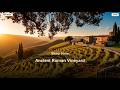 The Vineyard Keeper: A Year Among the Ancient Roman Hills