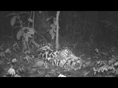 Jaguar captado con cámara trampa en la Selva Lacandona