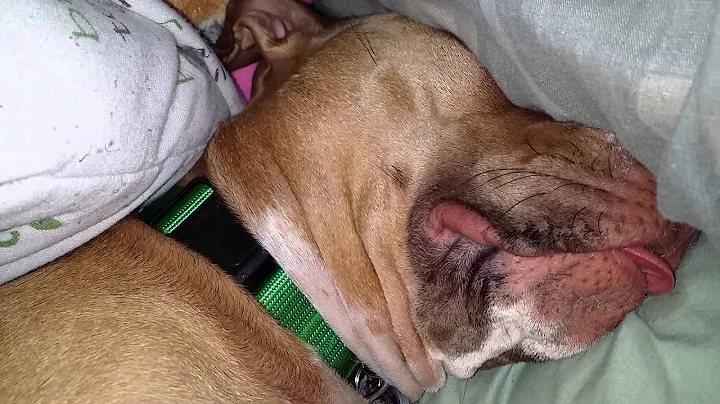 Isis' weird snoring