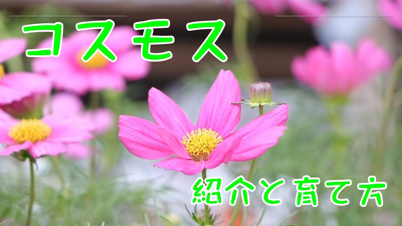 Cosmos: Introduction and Care (How to Grow) - YouTube