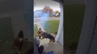My Dog Stole a Rocket Launcher #funny #ai #aivideo #aishorts #dog #foryou #comedy #humor