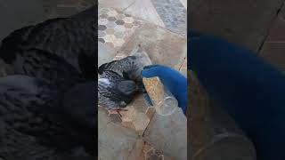 begini cara saya melatih ff merpati sejak usia dini #pigeon #merpatiff