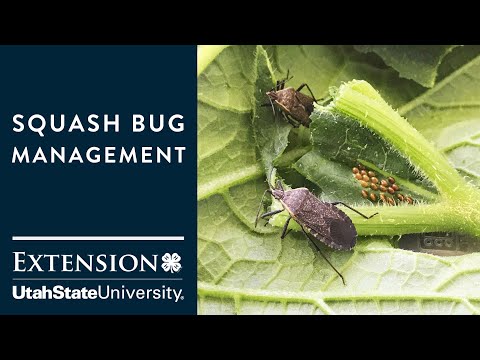 Video: Squash Bug Beheer: Hoe om Squash Bugs dood te maak