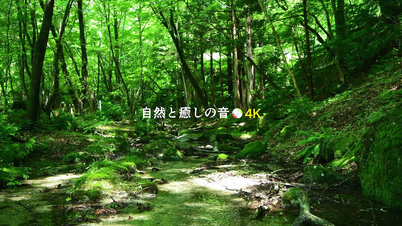 【自然の音】緑の森林と小川のせせらぎと鳥のさえずり、癒し、睡眠、リラックス、作業用BGM/River Sound/stream/Nature ...