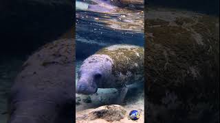 🧜 Swimming with Wild Manatees 2 🧜 #wildlife #Shorts