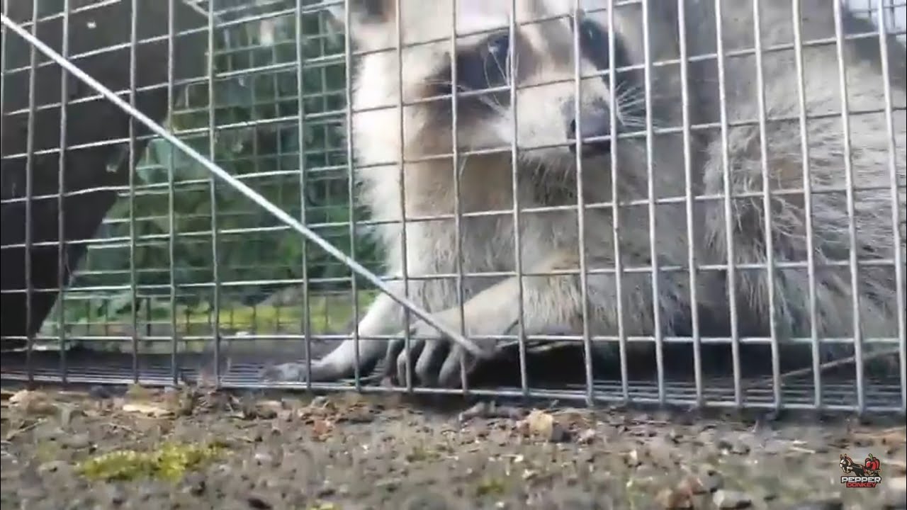 liverpool transfer Raccoon friend Rodney Returns